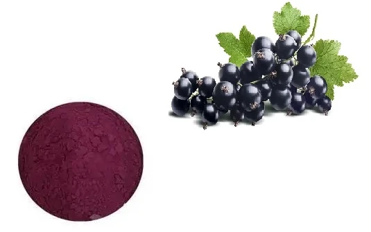 freeze dried blackcurrant powder freeze dried blackcurrant powder